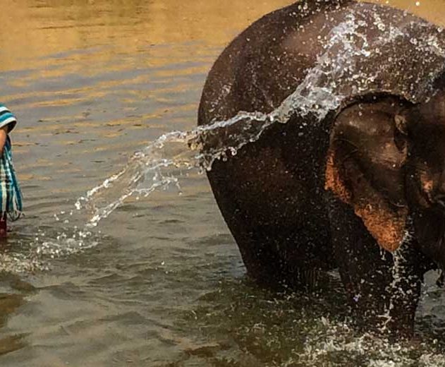 Thailand-Elephant-feature